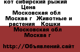 кот сибирский рыжий  › Цена ­ 5 500 - Московская обл., Москва г. Животные и растения » Кошки   . Московская обл.,Москва г.